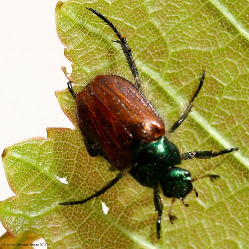 Réf. 72 028 : Phyllopertha horticola