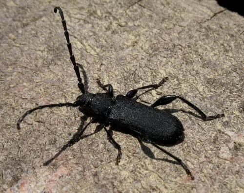 Réf. 72 071 : Ropalopus clavipes