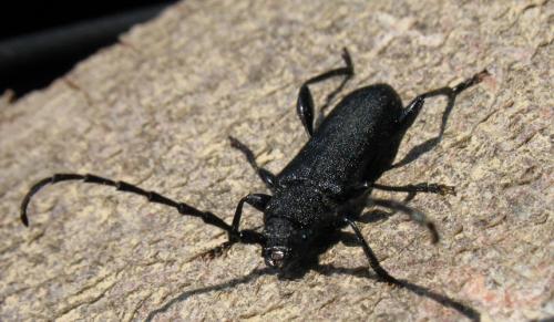 Réf. 72 072 : Ropalopus clavipes