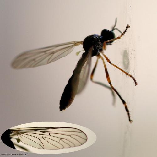 Dioctria sp.