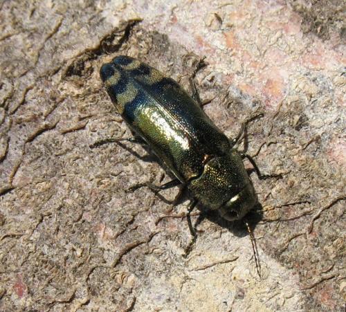 Réf. 72 073 : Coraebus fasciatus