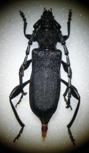 Réf. 72 141 : Ropalopus clavipes