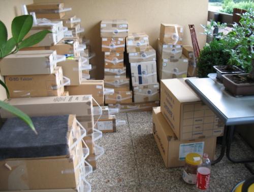 Carton xylophages