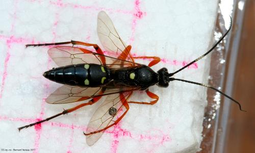 Réf. 72 042 : Diphyus quadripunctorius