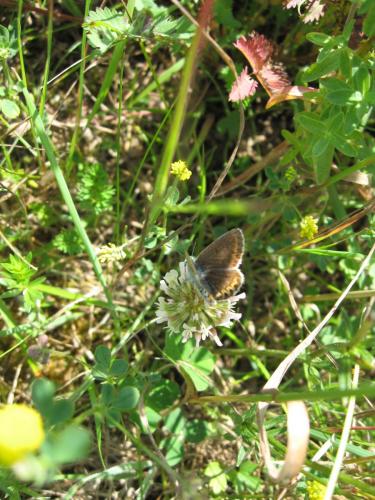 Plebejus sp.