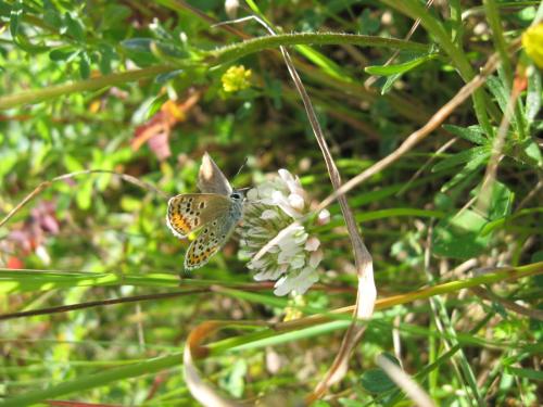 Plebejus sp.