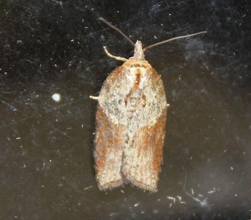 Acleris laterana