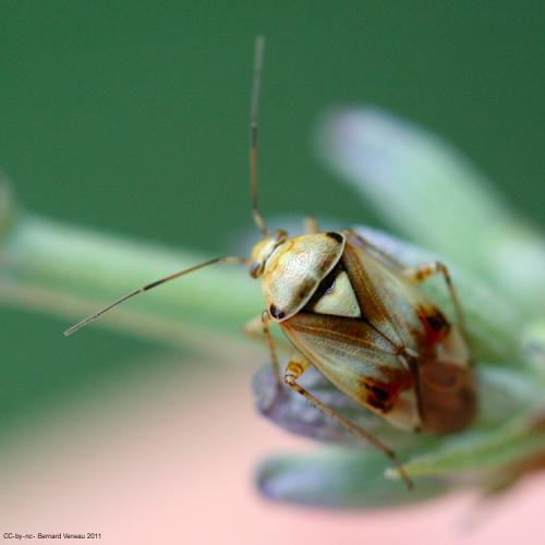 Lygus sp.