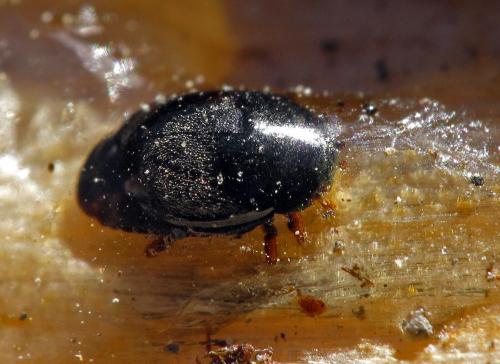 Meligethinae