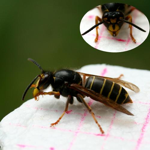 Dolichovespula media