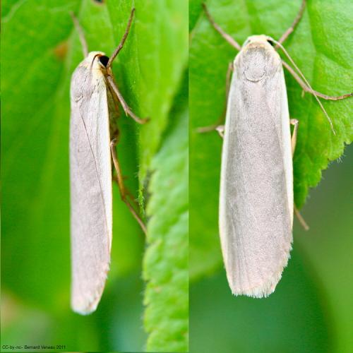 Réf. 72 344 : Eilema sp.