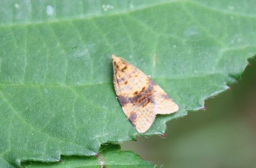 Epagoge grotiana