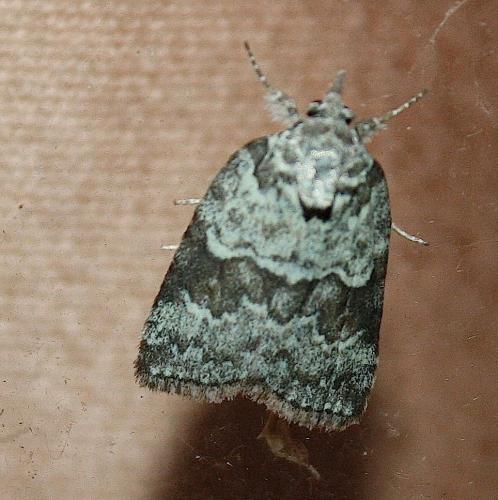Nycteola degenerana