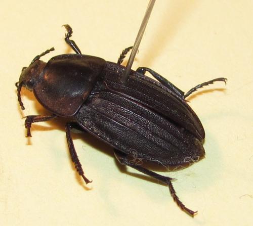 Réf. 72 898 : Silpha sp.