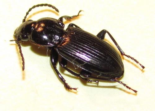 Réf. 72 897 : Pterostichus anthracinus