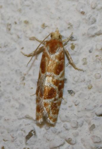 Rhyacionia sp.
