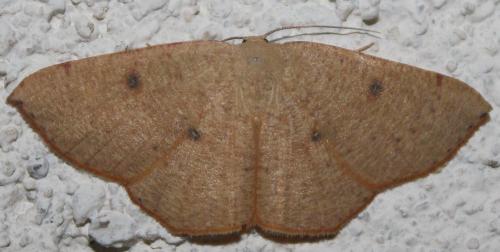 Cyclophora puppillaria