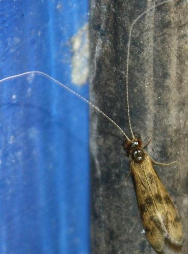 Réf. 72 613 : Mystacides longicornis