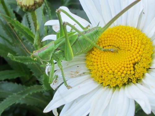 Tettigonia viridissima