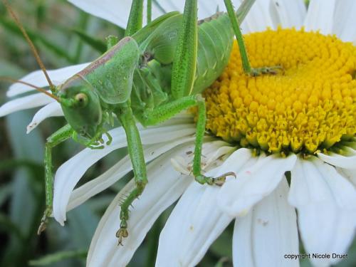 Tettigonia viridissima