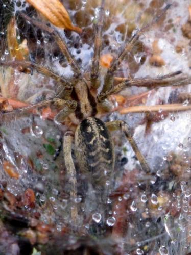 Réf. 72 968 : Agelena labyrinthica