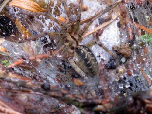 Réf. 72 969 : Agelena labyrinthica