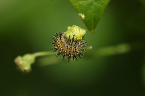 Henosepilachna argus