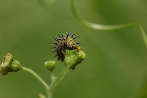 Henosepilachna argus