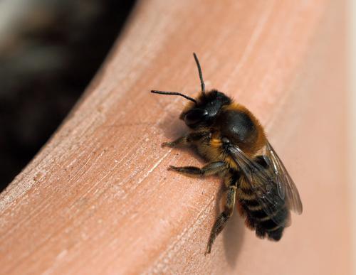 Megachile willughbiella