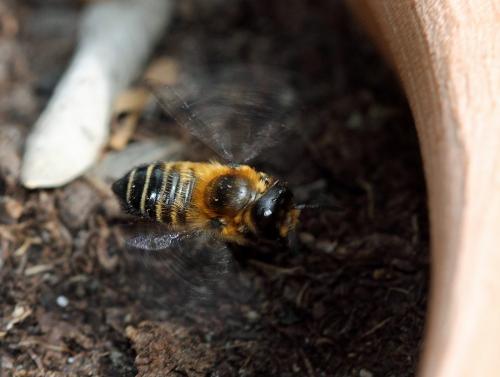 Megachile willughbiella