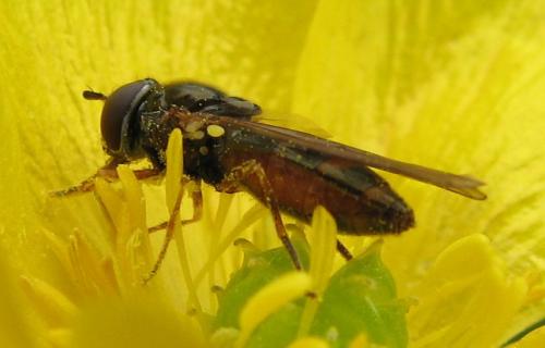 Melanostoma mellinum