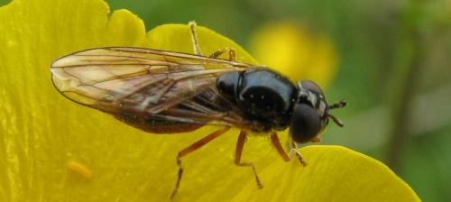 Melanostoma mellinum