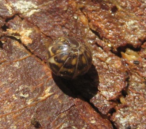 Glomeris intermedia