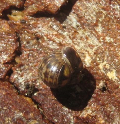 Glomeris intermedia
