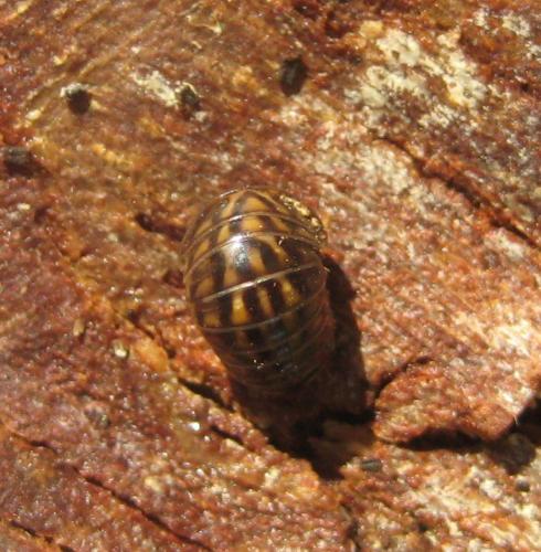 Glomeris intermedia