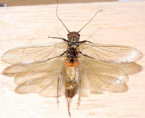 Réf. 72 089 : Perla marginata