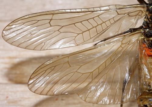 Réf. 72 090 : Perla marginata