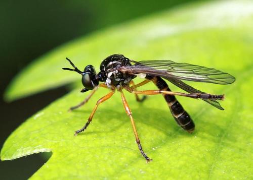 Dioctria bicincta