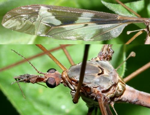 Tipula maxima
