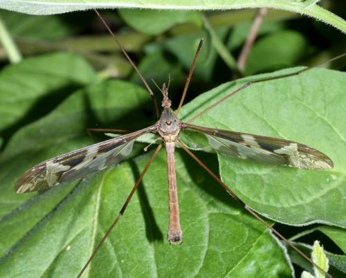 Tipula maxima