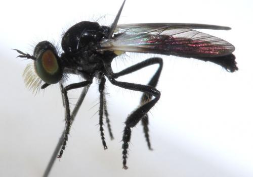 Holopogon venustus