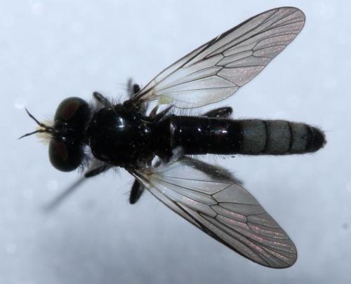 Holopogon venustus