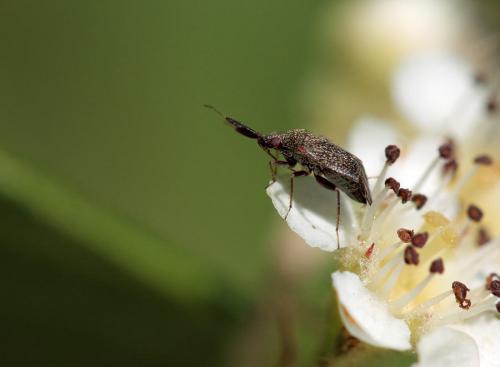 Atractotomus sp.
