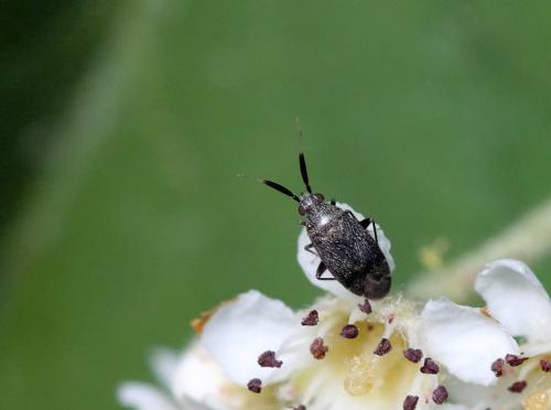 Atractotomus sp.