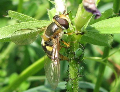 Réf. 72 140 : Eupeodes luniger