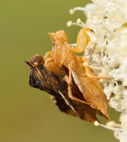 Réf. 72 872 : Phymata crassipes