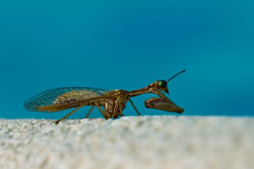 Réf. 72 577 : Mantispa aphavexelte
