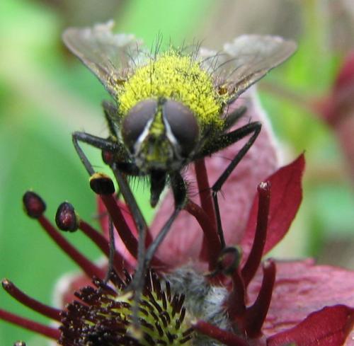Réf. 72 726 : Thricops sp.