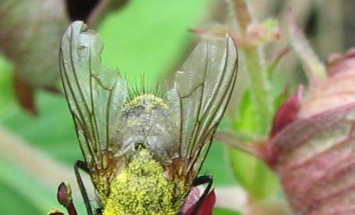 Réf. 72 727 : Thricops sp.