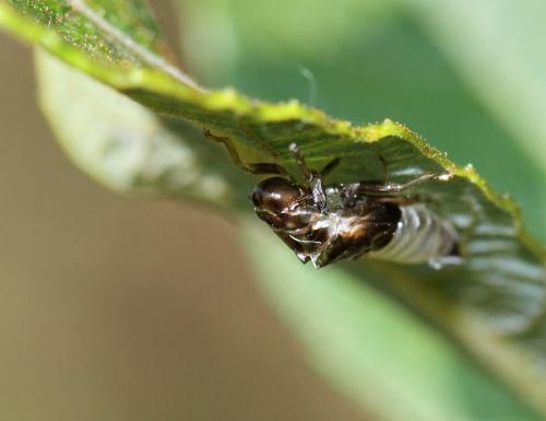 Aphrophora sp.